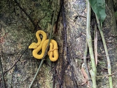 Bothriechis schlegelii