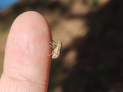 Parapantomorus fluctuosus