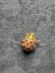 Calotheca
