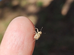 Parapantomorus fluctuosus