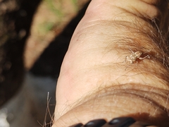 Parapantomorus fluctuosus