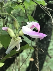 Canavalia septentrionalis