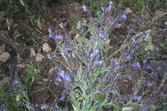 Anchusa