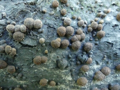 Hypoxylon fragiforme