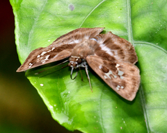 Quadrus cerialis