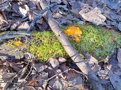 Dacrymyces chrysospermus