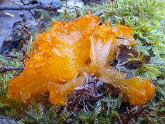 Dacrymyces chrysospermus