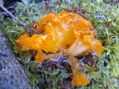 Dacrymyces chrysospermus