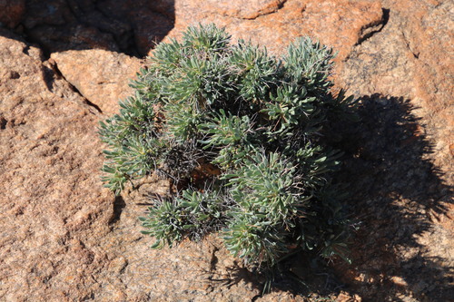 Othonna euphorbioides