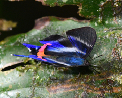 Rhetus dysonii