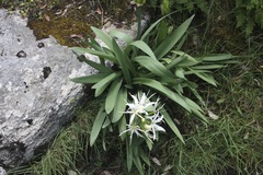 Pancratium illyricum