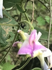 Canavalia septentrionalis