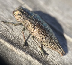 Buprestidae
