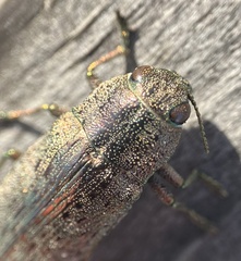 Buprestidae