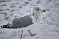 Larus argentatus