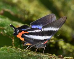 Rhetus dysonii