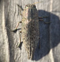 Buprestidae