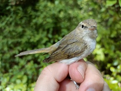 Phylloscopus bonelli