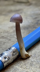 Mycena pura