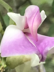 Canavalia septentrionalis