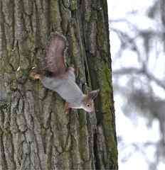 Sciurus vulgaris