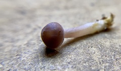 Mycena pura