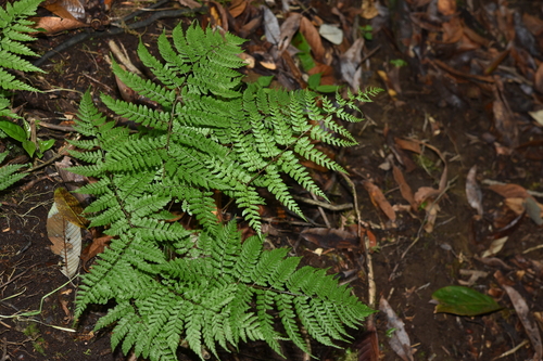 Athyrium setiferum observed 2022-05-29