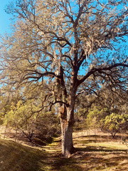 Quercus douglasii