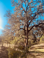 Quercus douglasii