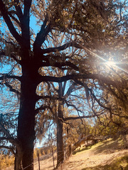 Quercus douglasii