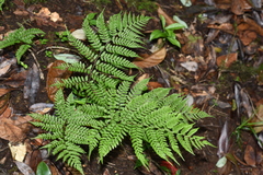 Athyrium strigillosum