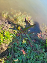 Ludwigia linearis