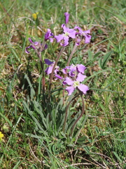 Matthiola perennis