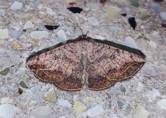 Blasticorhinus rivulosa