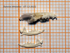 Suncus etruscus