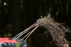 Athyrium strigillosum