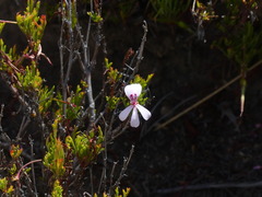 Pelargonium laevigatum laevigatum