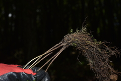 Athyrium strigillosum