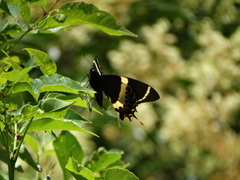 Papilio garamas