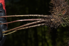 Athyrium strigillosum