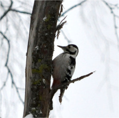 Dendrocopos leucotos