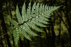 Athyrium strigillosum