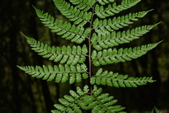 Athyrium strigillosum