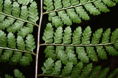 Athyrium strigillosum
