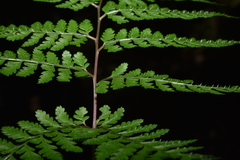 Athyrium strigillosum