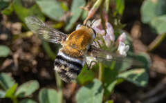 Heterostylum robustum