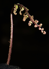 Athyrium strigillosum