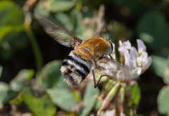 Heterostylum robustum