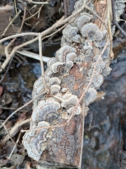 Trametes versicolor image