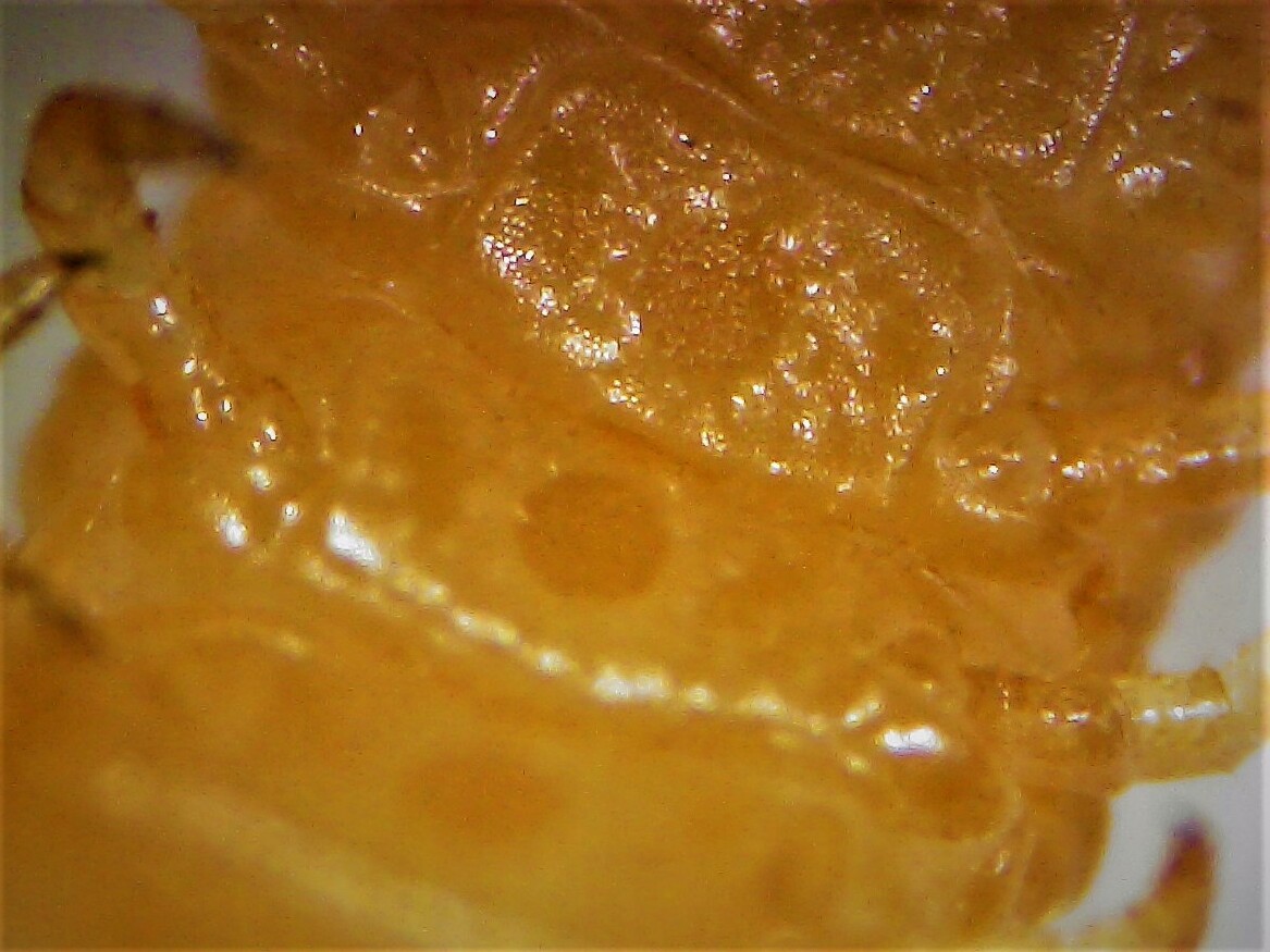 Henia athenarum Pocock, 1891